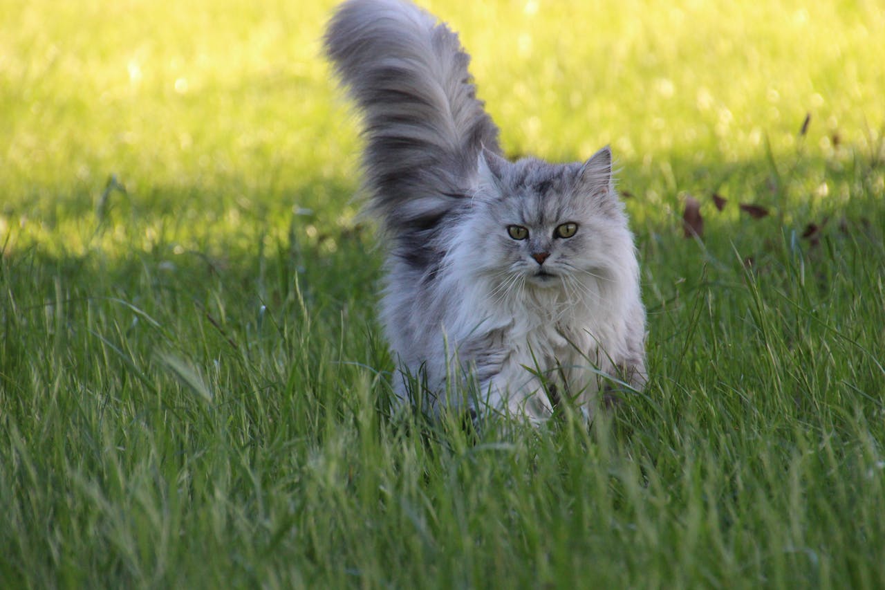 Los gatos domésticos ya han extinguido más animales que ningún otro depredador Los gatos domésticos ya han extinguido más animales que ningún otro depredador