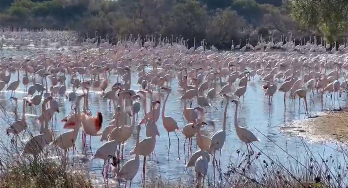 Los arroceros reclaman medidas ante la multiplicación de flamencos en la Albufera Los arroceros reclaman medidas ante la multiplicación de flamencos en la Albufera