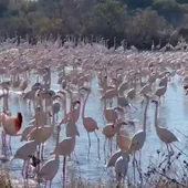 Flamencos en La Albufera AVA-ASAJA Flamencos en La Albufera AVA-ASAJA