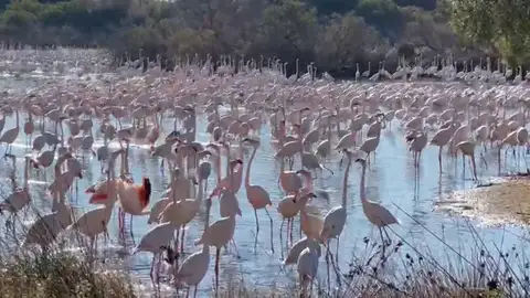 Flamencos en l'Albufera Flamencos en l'Albufera