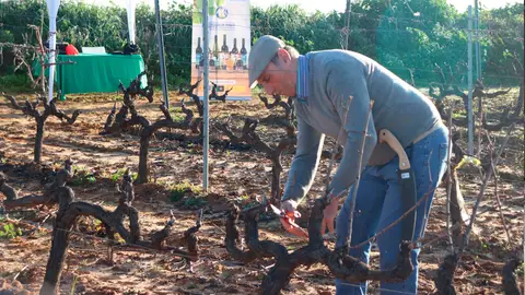 Uno de los participantes de la primera edición del concurso de poda. Uno de los participantes de la primera edición del concurso de poda.