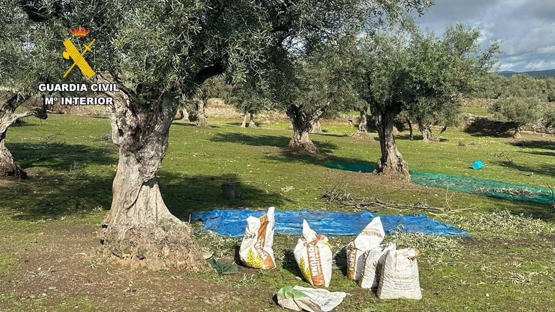 Cuatro personas investigadas por la sustracción de más de 1.500 kilos de aceitunas en una explotación en Garrovillas de Alconétar Cuatro personas investigadas por la sustracción de más de 1.500 kilos de aceitunas en una explotación en Garrovillas de Alconétar