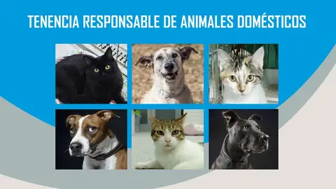 El Ayuntamiento de Alcalá de Henares activa una nueva campaña de tenencia responsable de animales de compañía Cartel que muestra imágenes de perros y gatos del Centro Municipal de Protección Animal de Alcalá de Henares
