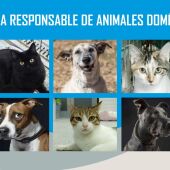 El Ayuntamiento de Alcalá de Henares activa una nueva campaña de tenencia responsable de animales de compañía
