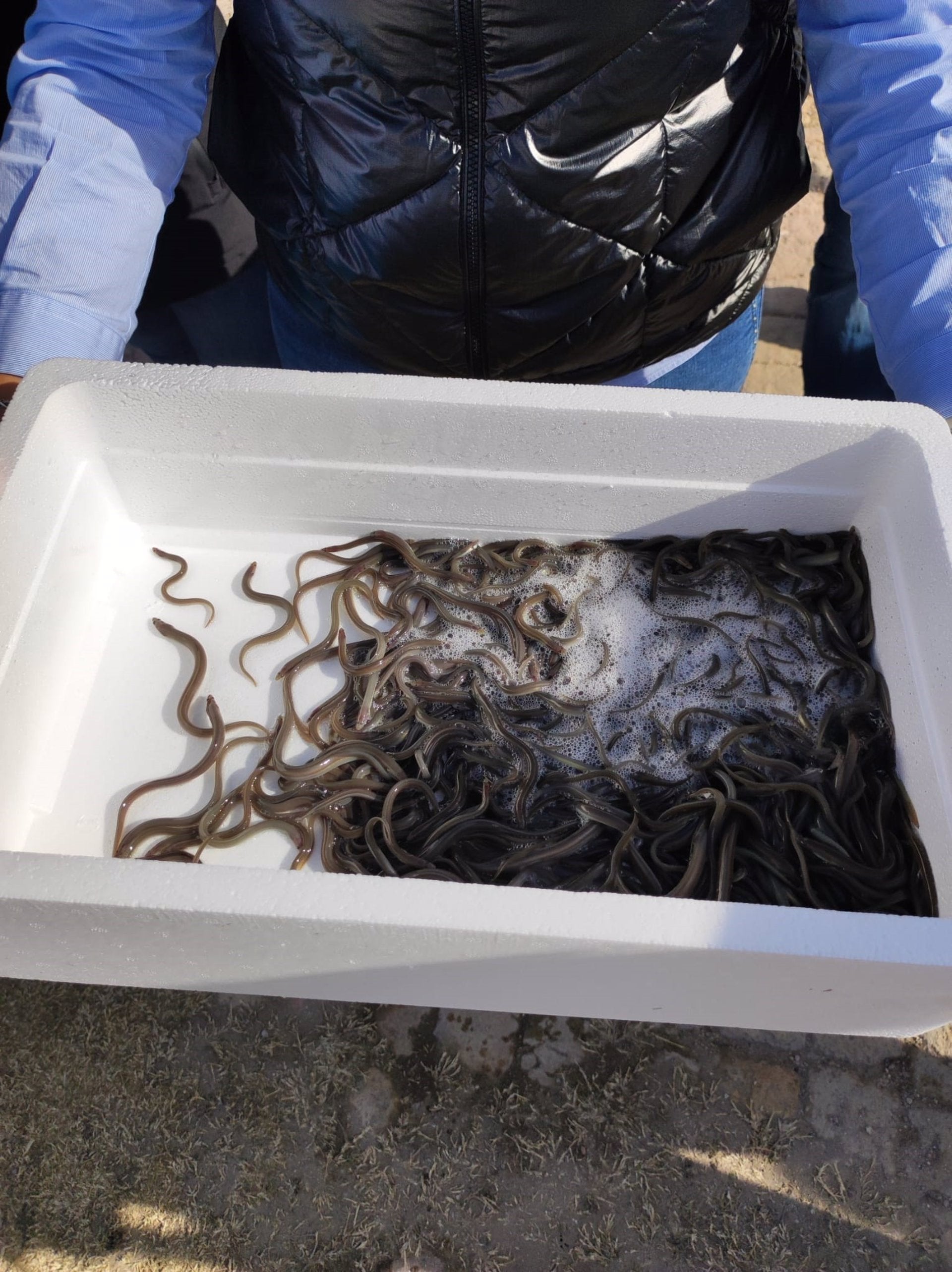Pescadores sueltan 20.000 anguilas en Albufera para pedir medidas de preservación:"No podemos dejar de pescar" Pescadores sueltan 20.000 anguilas en Albufera para pedir medidas de preservación:"No podemos dejar de pescar"