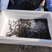 La Comunidad de Pescadores El Palmar y la empresa Valenciana de Acuicultura sueltan 20.000 alevines de anguila en L'Albufera