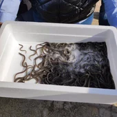 La Comunidad de Pescadores El Palmar y la empresa Valenciana de Acuicultura sueltan 20.000 alevines de anguila en L'Albufera La Comunidad de Pescadores El Palmar y la empresa Valenciana de Acuicultura sueltan 20.000 alevines de anguila en L'Albufera