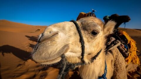 Imagen de archivo de un camello