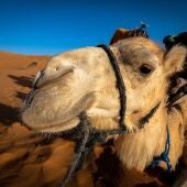 Imagen de archivo de un camello