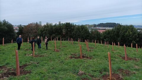 El Ayuntamiento de Gij&oacute;n planta 3.400 ejemplares de arbolado aut&oacute;ctono en distintos puntos del concejo