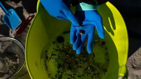 Voluntarios hacen una recogida de pellets de la arena, Galicia Voluntarios hacen una recogida de pellets de la arena, Galicia