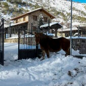 Un caballo es visto en una zona en Cerulleda, León.