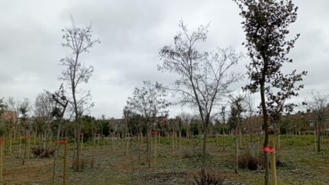 Encinas reci&eacute;n plantadas en el Gran Parque de Espartales de Alcal&aacute; de Henares