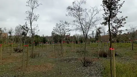En marcha la plantación de más de 1.000 encinas en el Gran Parque de Espartales de Alcalá de Henares Encinas recién plantadas en el Gran Parque de Espartales de Alcalá de Henares