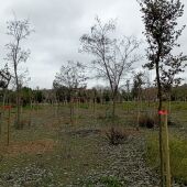 En marcha la plantación de más de 1.000 encinas en el Gran Parque de Espartales de Alcalá de Henares