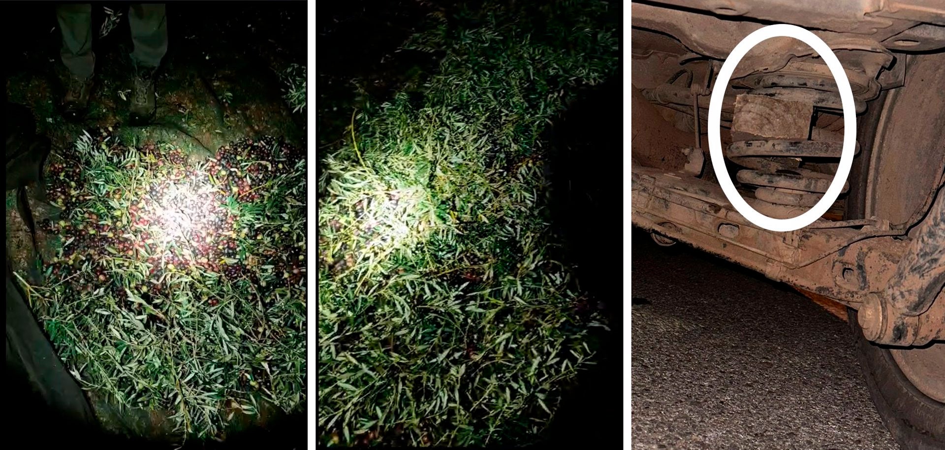 Labradores de Almendralejo aseguran que se ha robado más de 1 millón de kilos de aceitunas durante esta campaña Labradores de Almendralejo aseguran que se ha robado más de 1 millón de kilos de aceitunas durante esta campaña