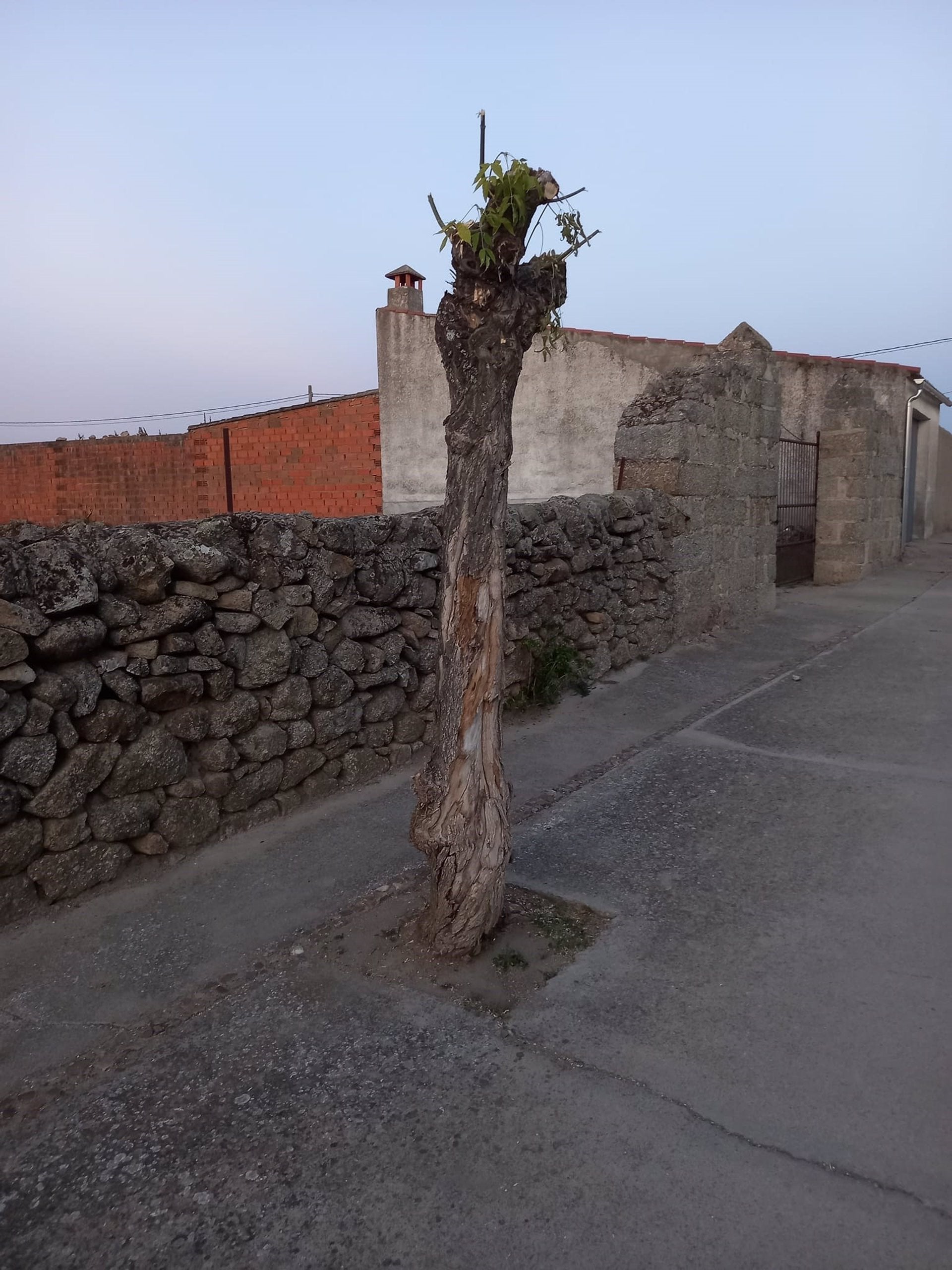 Ecologistas en Acción otorga al Ayuntamiento de Albalá 'La Motosierra de Atila' por el "deficiente" cuidado del arbolado municipal Ecologistas en Acción otorga al Ayuntamiento de Albalá 'La Motosierra de Atila' por el "deficiente" cuidado del arbolado municipal