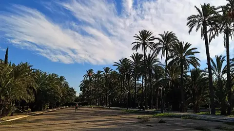 Nubes sobre el Palmeral de Elche. Nubes sobre el Palmeral de Elche.