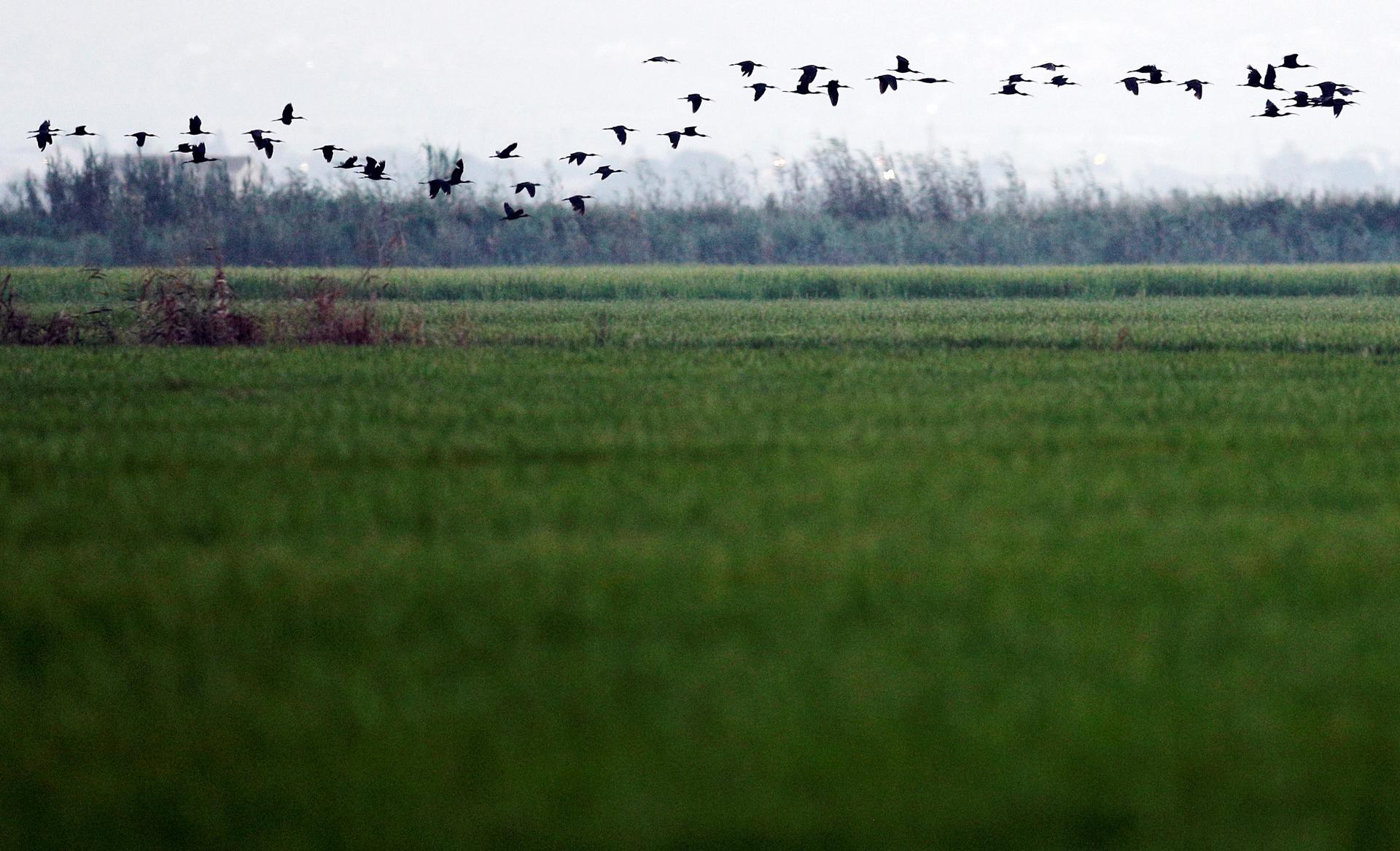 Generalitat y Gobierno Central elaborarán un protocolo de emergencia para l'Albufera Generalitat y Gobierno Central elaborarán un protocolo de emergencia para l'Albufera