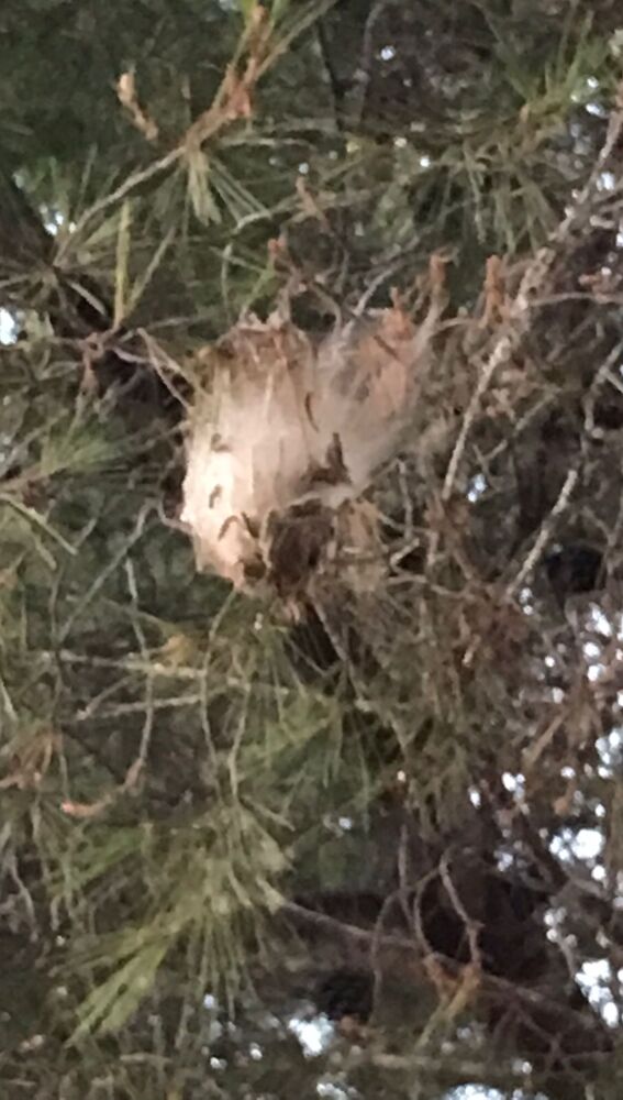 Oruga procesionaria retirada en Polop