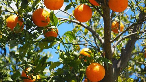 Archivo. Campo de naranjas. 