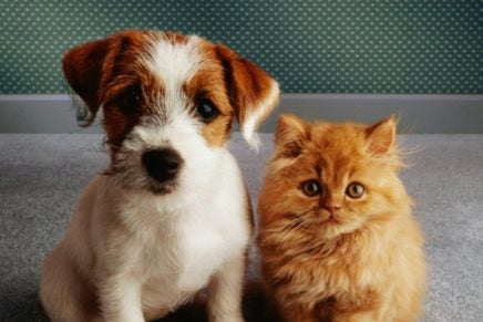 Mascotas, con Bea Orozco: lesiones en las patas y cojeras Mascotas, con Bea Orozco: lesiones en las patas y cojeras