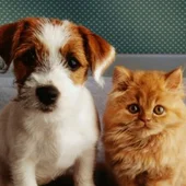 Mascotas Mascotas