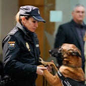 Héroes de cuatro patas: perros policía que buscan un hogar