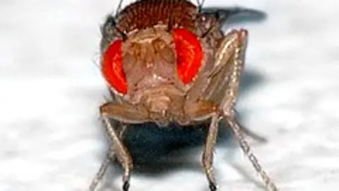 insecto modificado insecto modificado