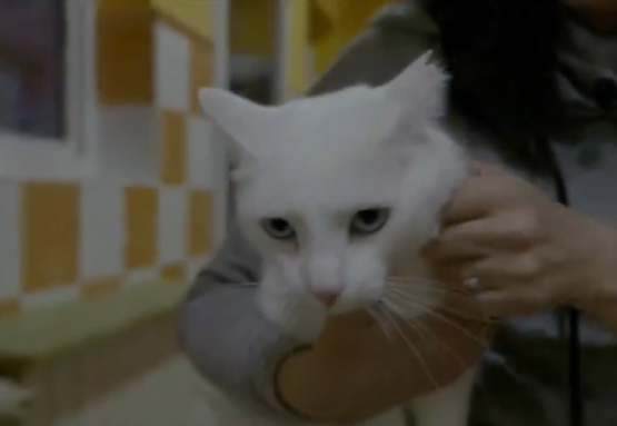 Adopta en JELO: el gatito Trotamundos quiere partir hacia un nuevo hogar Adopta en JELO: el gatito Trotamundos quiere partir hacia un nuevo hogar