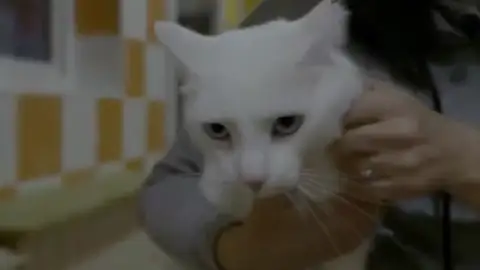 El gato Trotamundos El gato Trotamundos