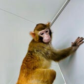 Fotografía del mono rhesus clonado llamado "ReTro" .