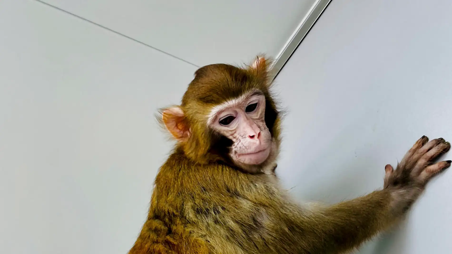 Fotografía del mono rhesus clonado llamado "ReTro" .