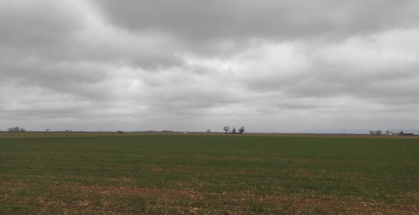 La escasez de agua y rentabilidad motivan una reconversión tranquila, pero sin pausa, de los cultivos de secano en la provincia de Ciudad Real La escasez de agua y rentabilidad motivan una reconversión tranquila, pero sin pausa, de los cultivos de secano en la provincia de Ciudad Real