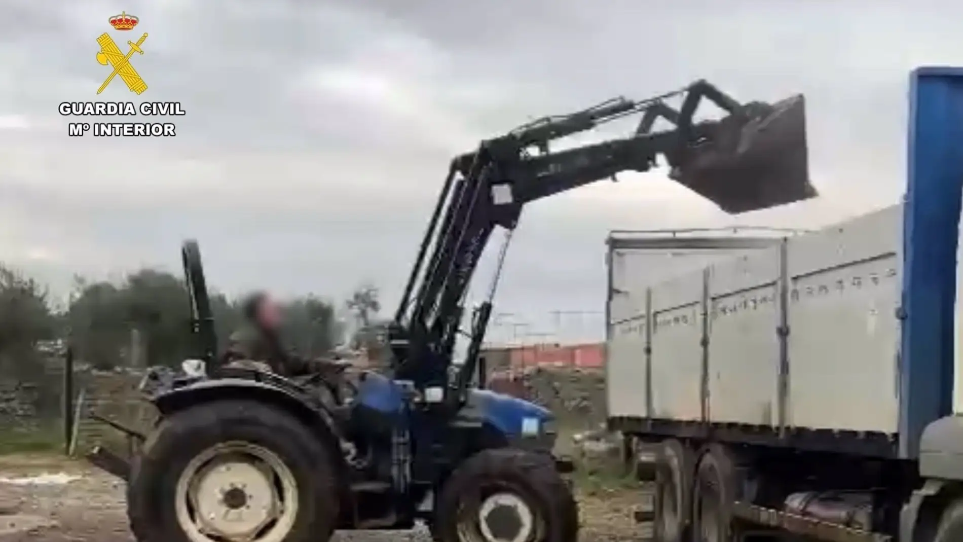 Investigado por retirar 15.000 kg de aceitunas inmovilizadas para entregarlas en una almazara en la provincia de Cáceres