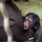 Bioparc Valencia anuncia el feliz nacimiento de un chimpancé