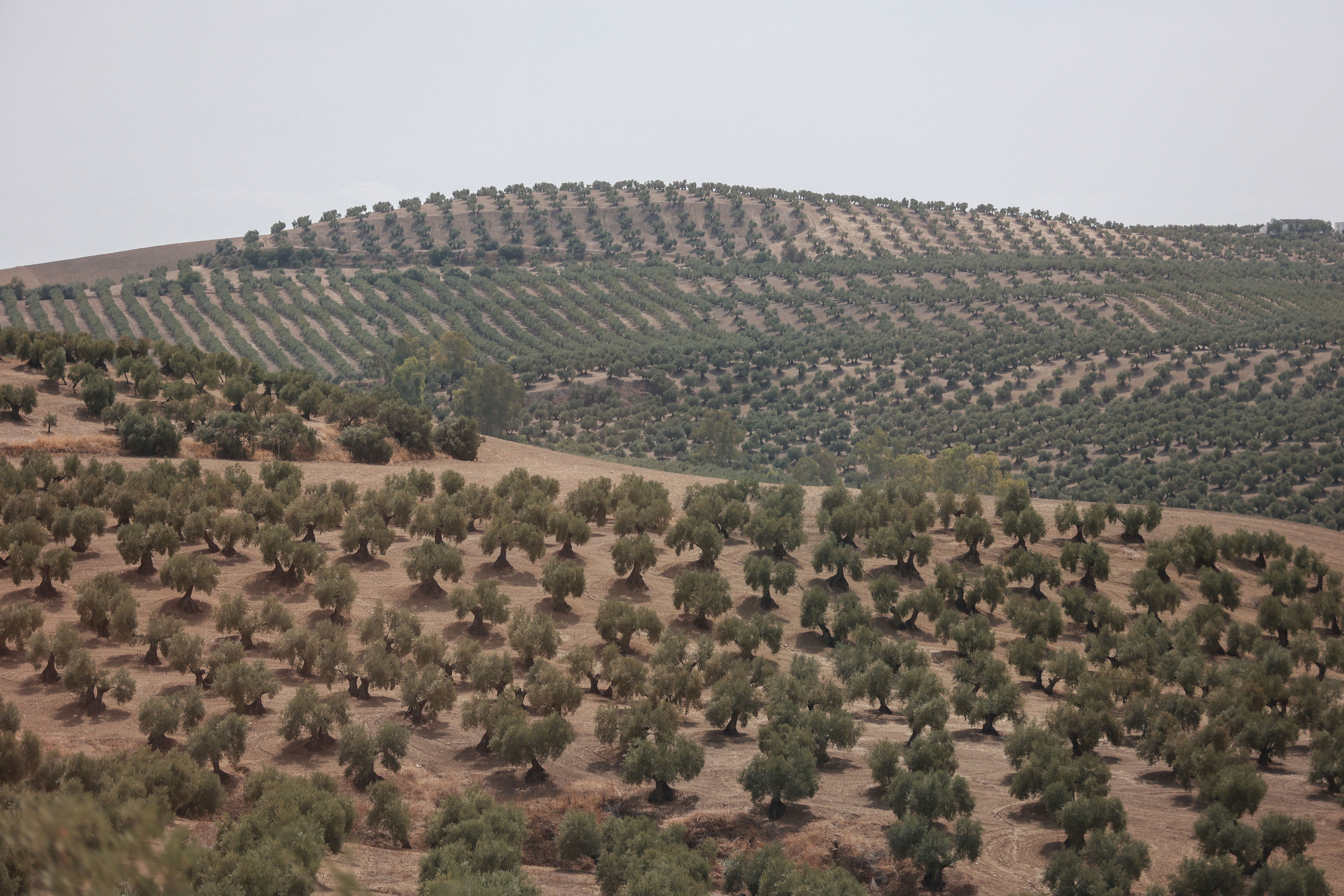 El precio del aceite de oliva, a merced de unas lluvias que no parecen llegar a Andalucía El precio del aceite de oliva, a merced de unas lluvias que no parecen llegar a Andalucía
