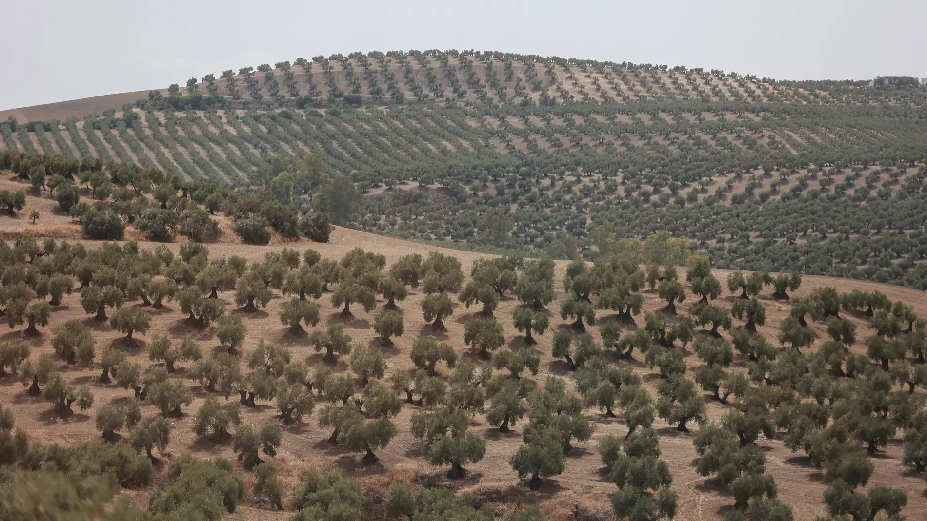 Un olivar en Jaén 