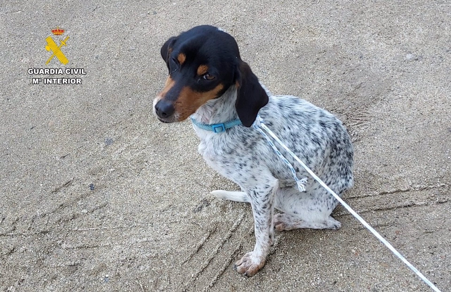El SEPRONA investiga a un hombre por abandonar a un perro junto a unos contenedores en Jarandilla de la Vera El SEPRONA investiga a un hombre por abandonar a un perro junto a unos contenedores en Jarandilla de la Vera