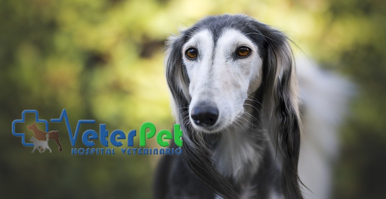 El adiestrador canino Ángel Osuna alerta de los motivos por los que no debes rapar al perro en verano El adiestrador canino Ángel Osuna alerta de los motivos por los que no debes rapar al perro en verano