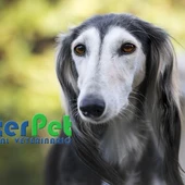 Turismo canino, consejos de como viajar con tu perro en el coche, con Ángel Osuna Turismo canino, consejos de como viajar con tu perro en el coche, con Ángel Osuna
