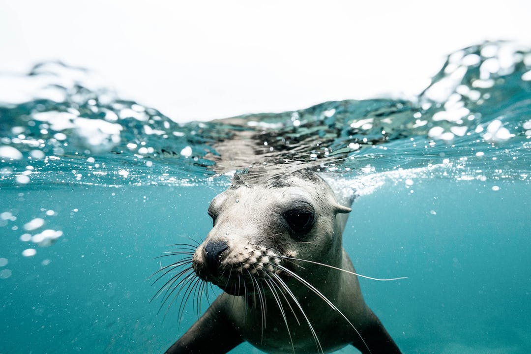 La foca monje: las labores para proteger a un animal perseguido La foca monje: las labores para proteger a un animal perseguido