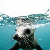Imagen de archivo de una foca