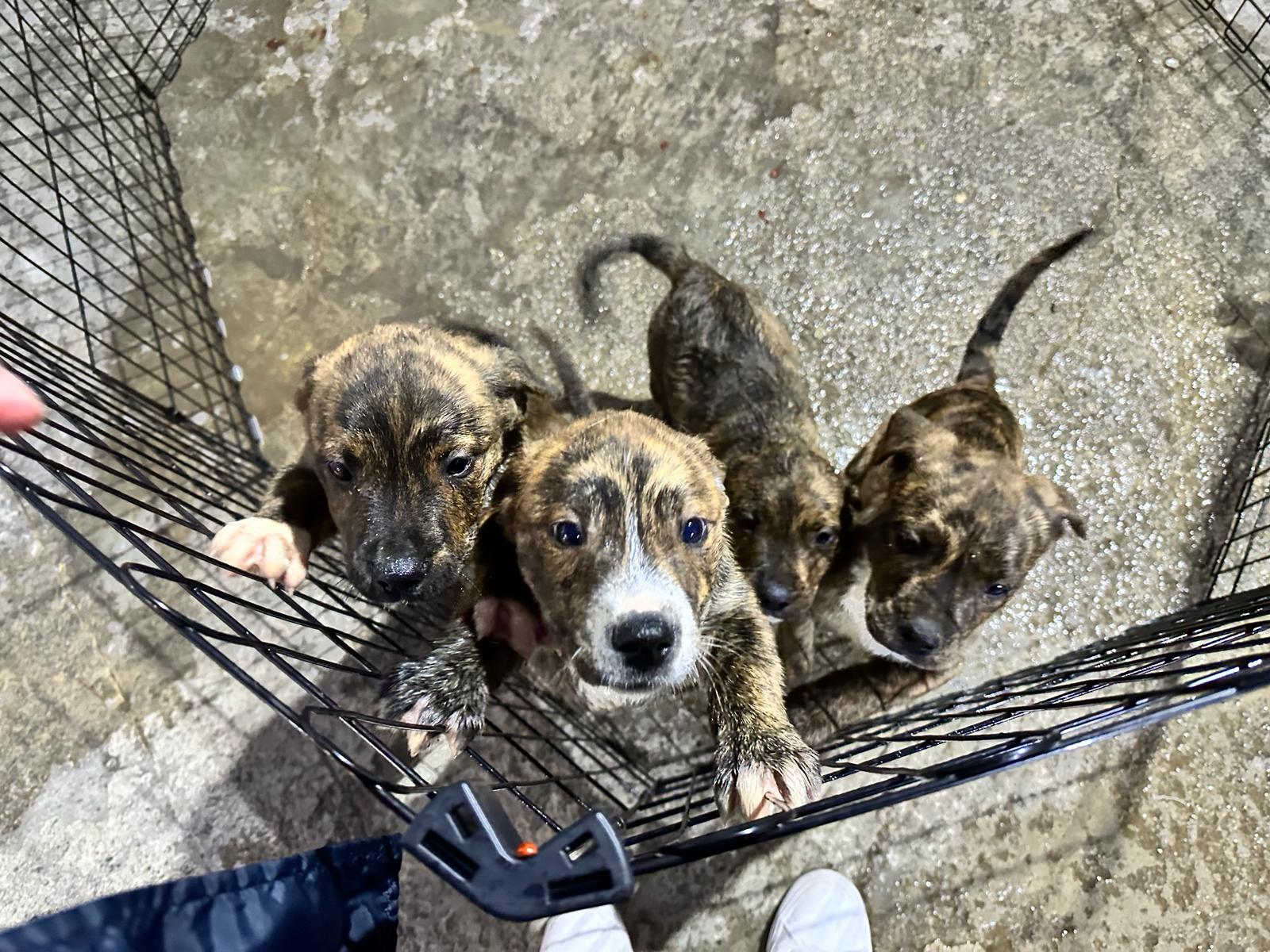 La Protectora presentará un proyecto alternativo para ampliar y reformar el albergue La Protectora presentará un proyecto alternativo para ampliar y reformar el albergue