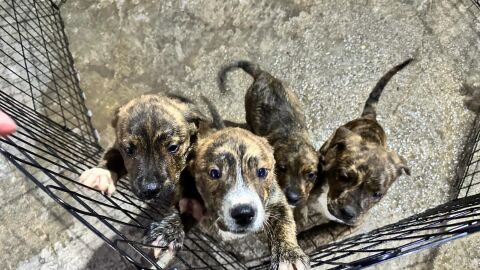 Cachorros de la Protectora de Animales de Ceuta