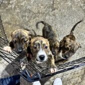 Cachorros de la Protectora de Animales de Ceuta