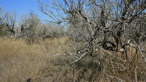 Campo abandonado Campo abandonado