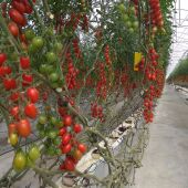 Cultivo de tomate en un invernadero de Almería