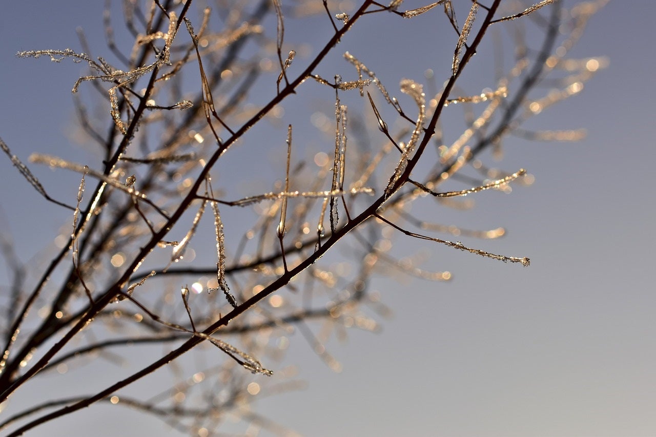 Las altas temperaturas afectan al campo y la nieve Las altas temperaturas afectan al campo y la nieve