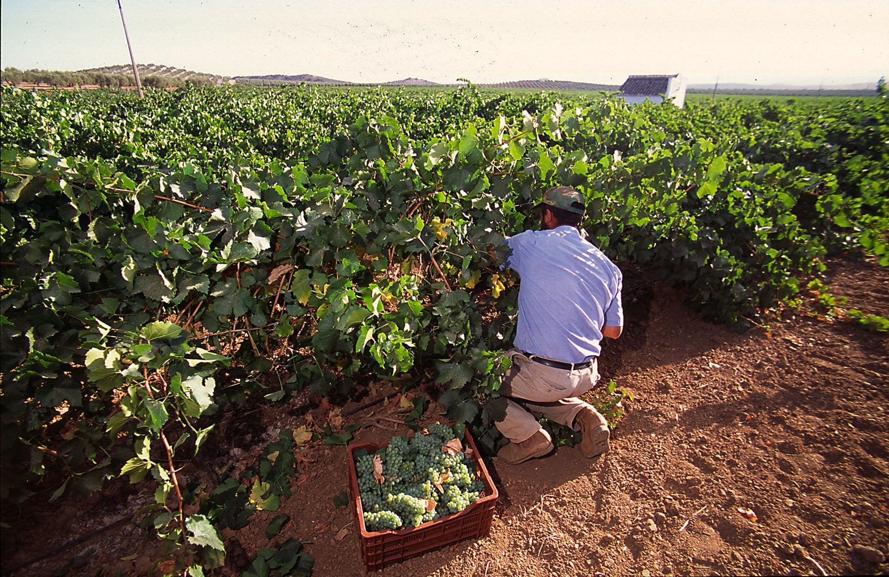 José Manuel Moreno: "Estamos comprometidos con poner en valor la calidad de nuestros vinos" José Manuel Moreno: "Estamos comprometidos con poner en valor la calidad de nuestros vinos"